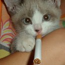 Пушок Котэ фотография #1