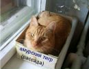 Фотография Усманова Олега