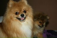 Фотография Шиляева Полина