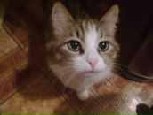 Фотография Лацыгиной Анны