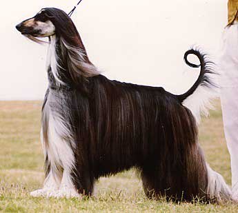 №3, Ольга Воронова, Санкт-Петербург, Россия №3, Ольга Воронова, Санкт-Петербург, Россия