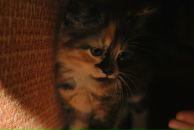 Elena Beregova фотография #30 (источник - https://vk.com/id931606)