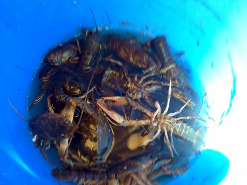 Шамиль Ахметсафин фотография #16