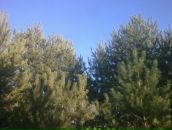 Міша Ярошевський фотография #27 (источник - https://vk.com/id69833166)