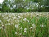 Оля Павліченко фотография #23 (источник - https://vk.com/id80105642)