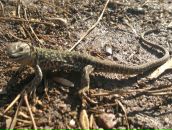 Віталік Майданський фотография #36 (источник - https://vk.com/id24347604)