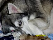 Евгения Дарий фотография #16 (источник - https://vk.com/id2201000)