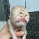 Фотография Нижегородова Ивана